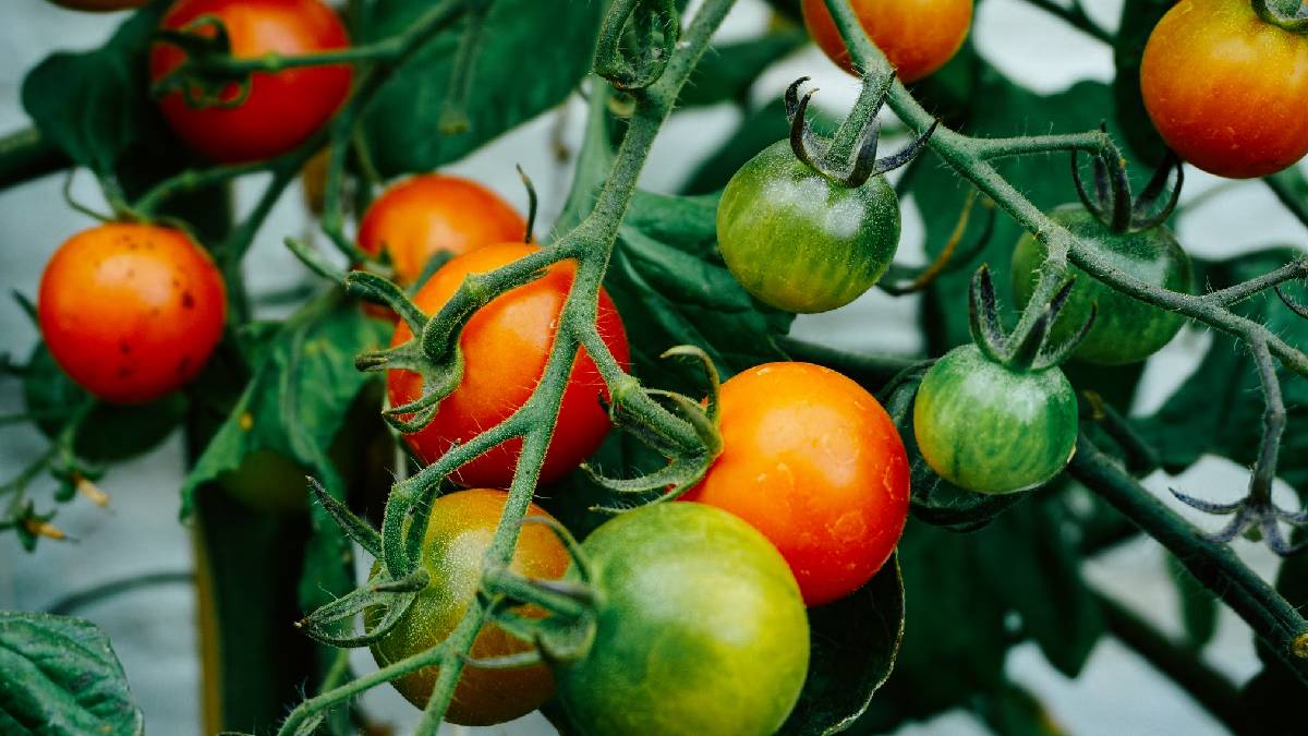 Tomato harvesting